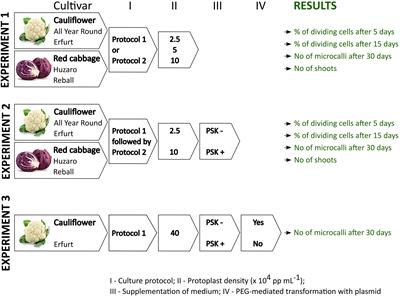 Phytosulfokine alpha enhances regeneration of transformed and untransformed protoplasts of Brassica oleracea